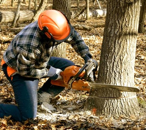 Tree Removal in Hollister, NC